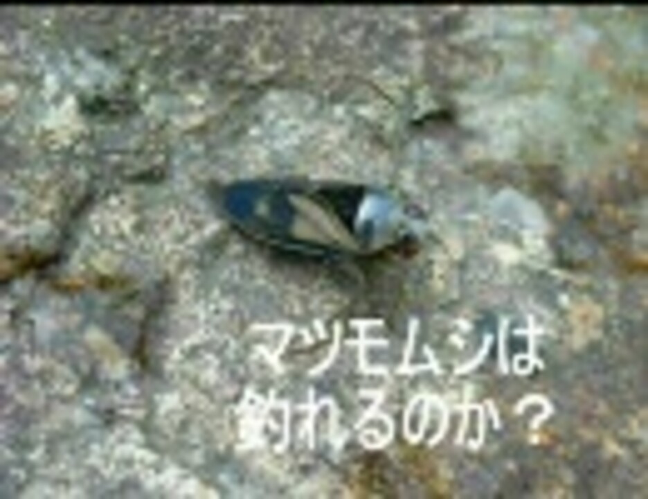 人気の 水生昆虫 動画 30本 ニコニコ動画