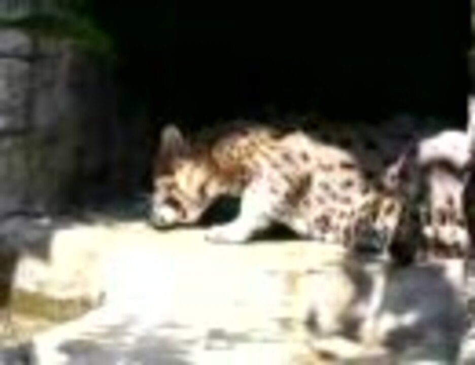 人気の 動物の赤ちゃん 動画 348本 ニコニコ動画