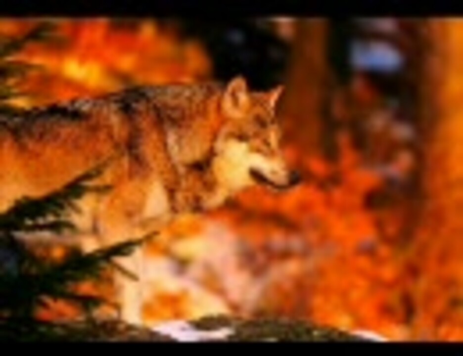 人気の 動物 狼 動画 138本 2 ニコニコ動画