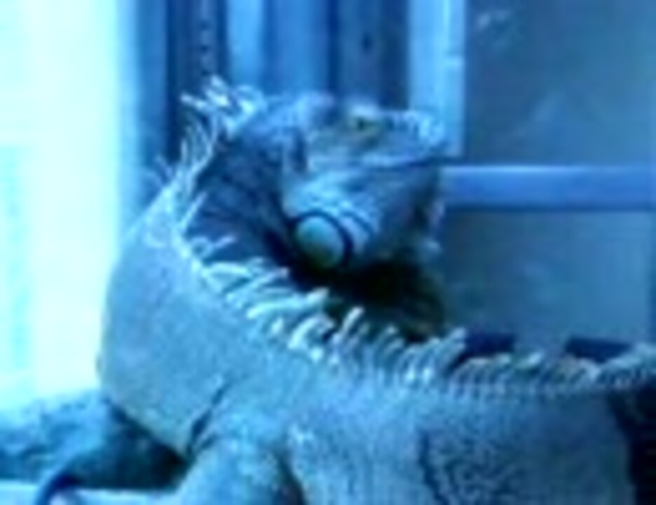 人気の イグアナ 動画 99本 ニコニコ動画