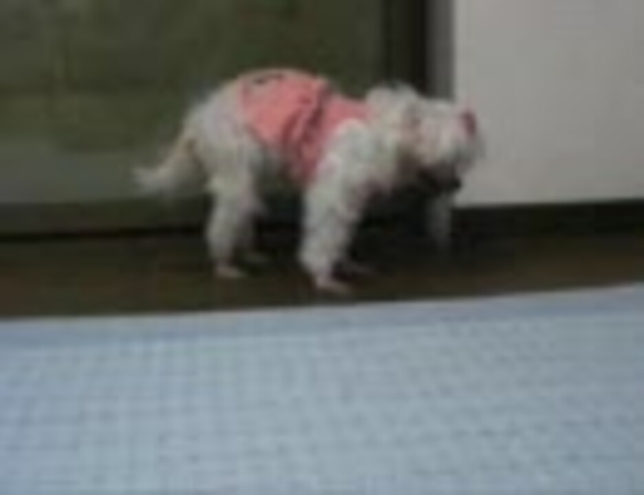 人気の 老犬 動画 86本 ニコニコ動画
