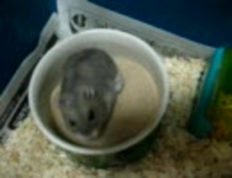 人気の ハムスター 砂浴び 動画 31本 ニコニコ動画