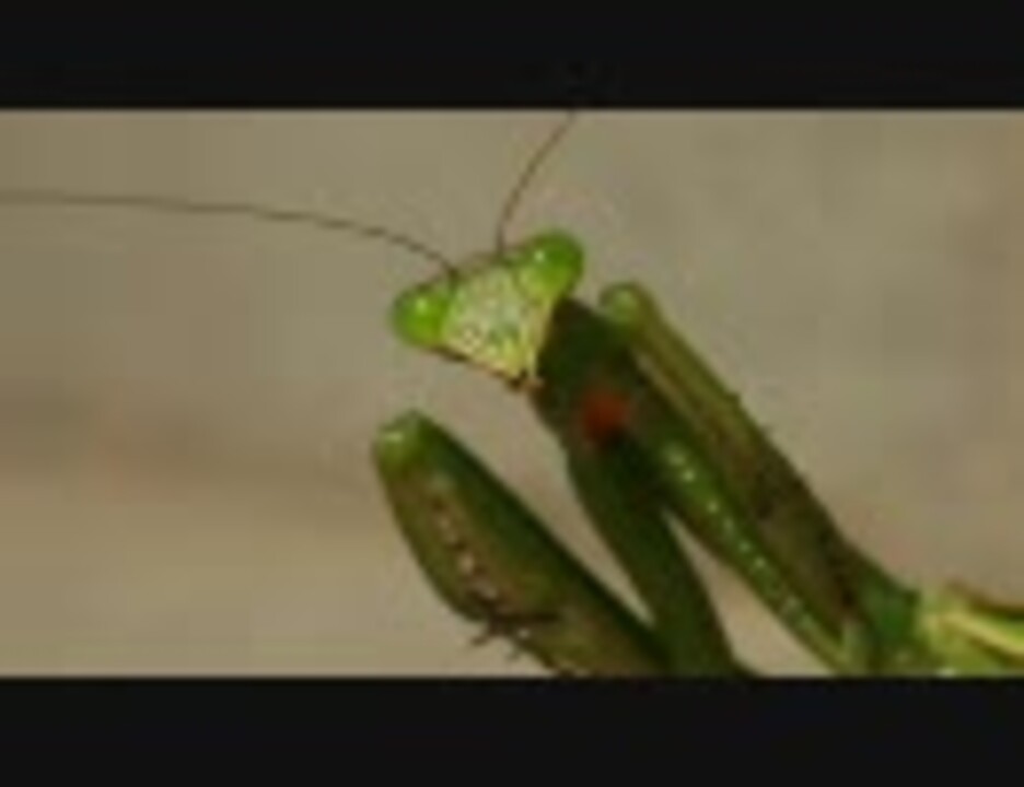 人気の 自然 カマキリ 動画 61本 ニコニコ動画