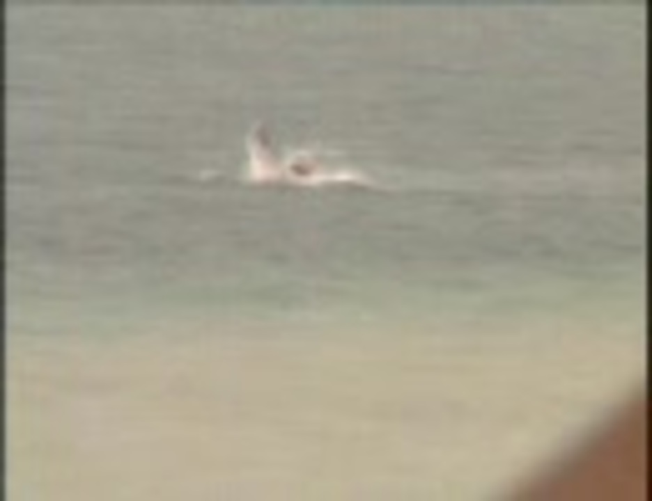 上田教授 黒門島にて ニコニコ動画