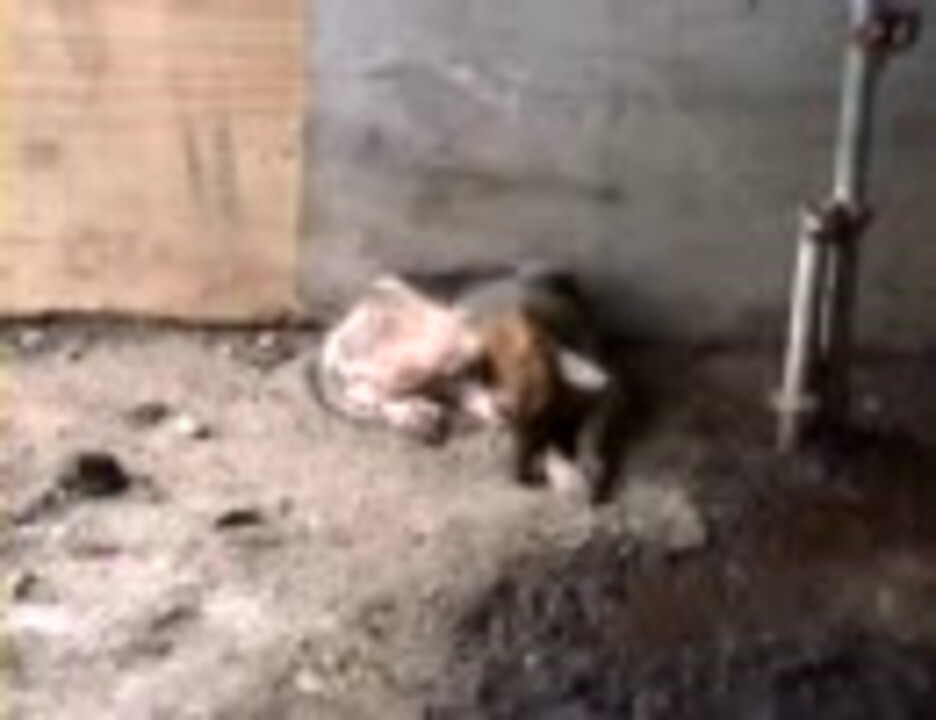 繁殖犬の最後の施設 ニコニコ動画