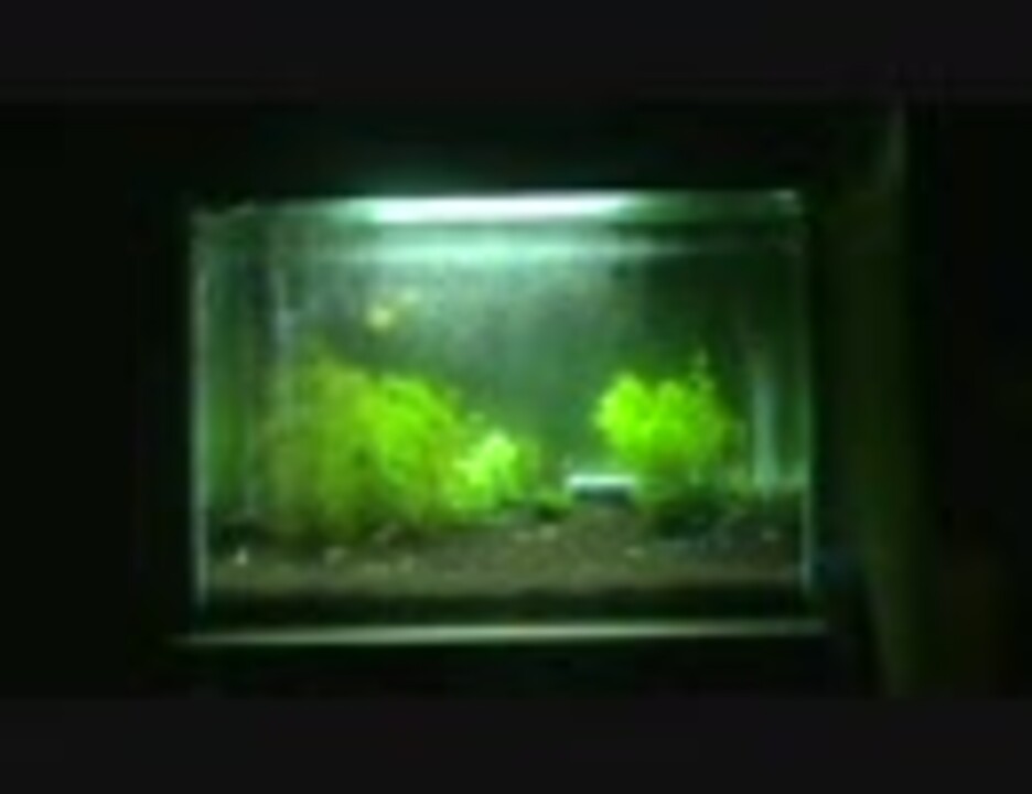 人気の 水草 動画 541本 ニコニコ動画