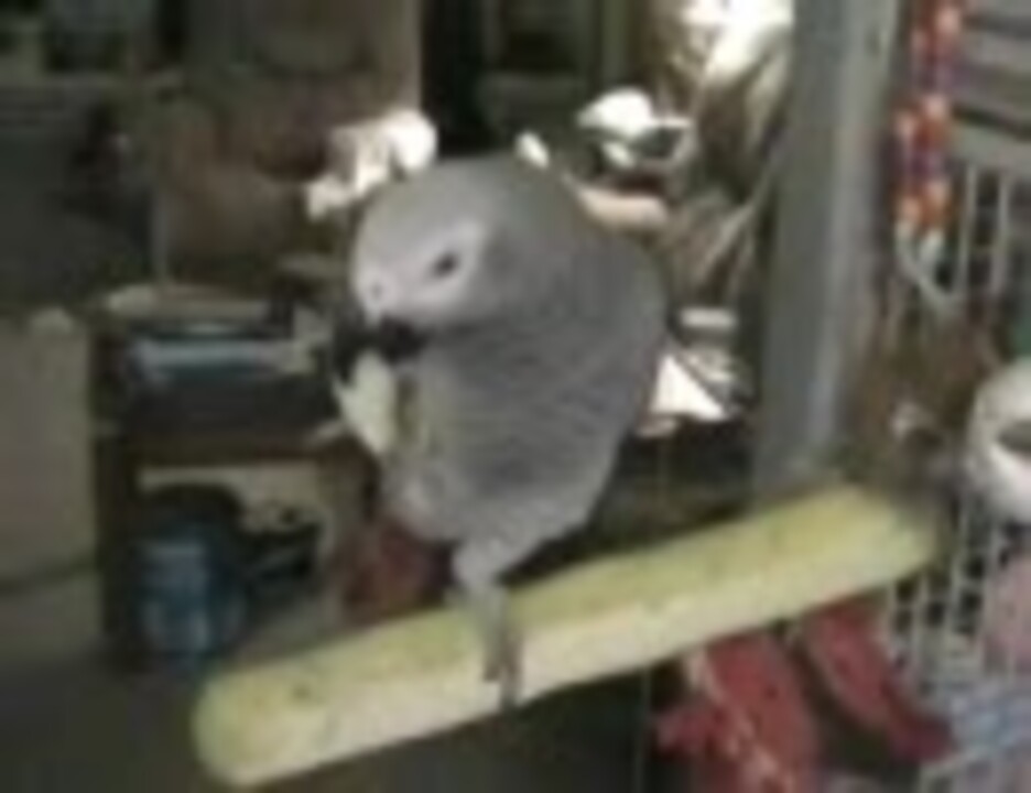 人気の 動物 ヨウム 動画 137本 ニコニコ動画