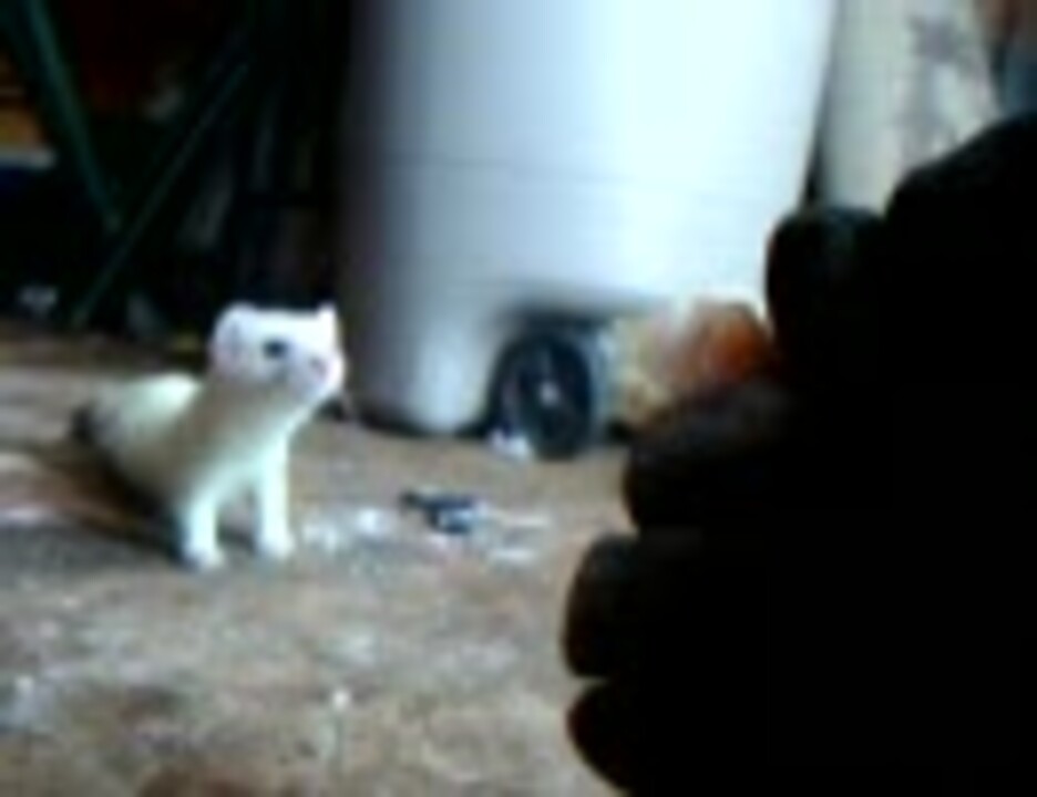 人気の 動物 オコジョ 動画 60本 ニコニコ動画