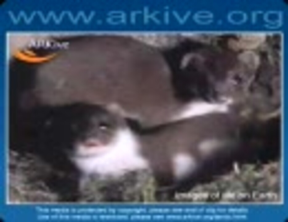 人気の オコジョさん 動画 64本 ニコニコ動画