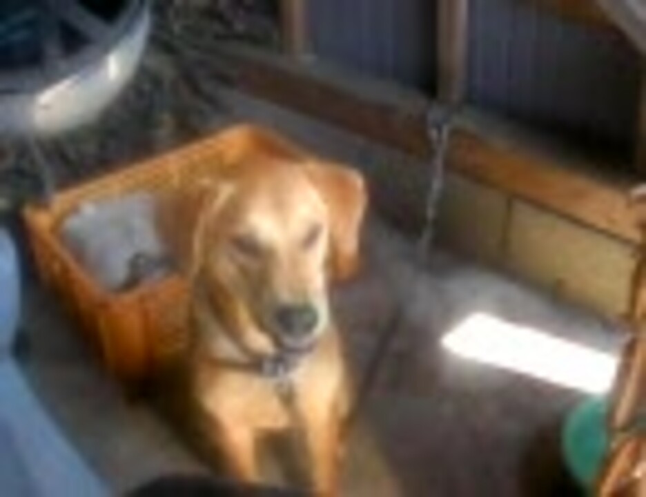 凄まじく犬に吠えられたので餌付けしてみた ニコニコ動画