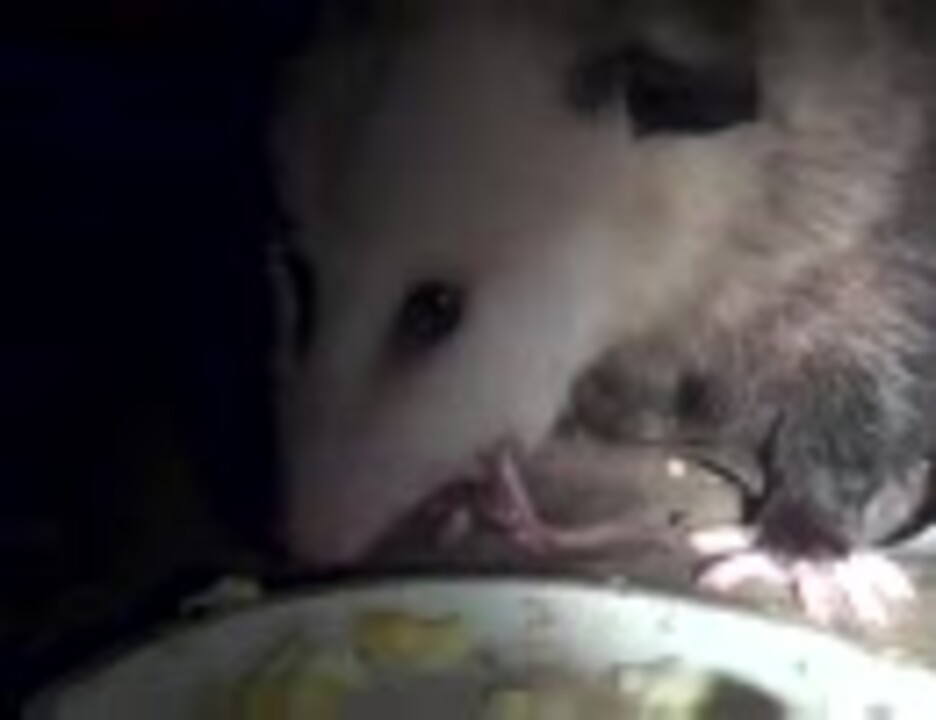 人気の ｸﾁｬﾗｰ 動画 300本 ニコニコ動画