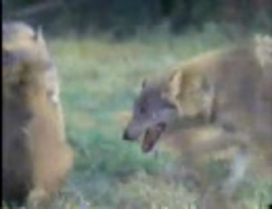 人気の いのしし ウリ坊 動画 19本 ニコニコ動画