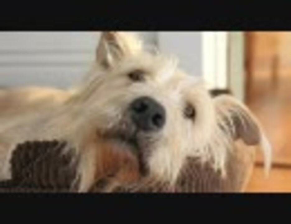 人気の Cm 犬 動画 72本 ニコニコ動画