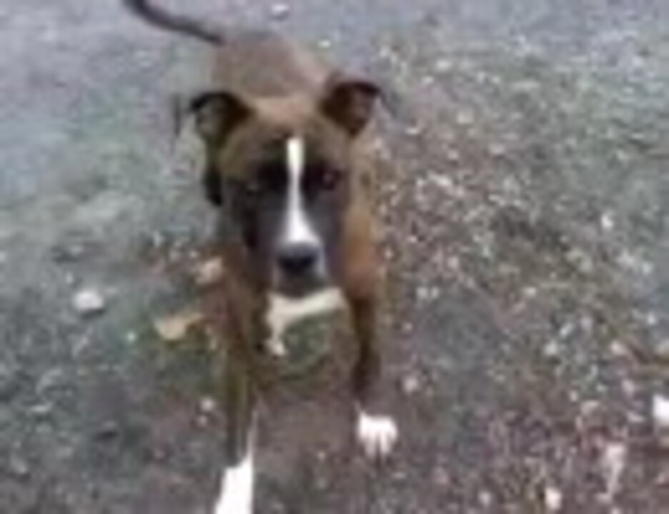 犬がリスを捕まえて大はしゃぎ ニコニコ動画