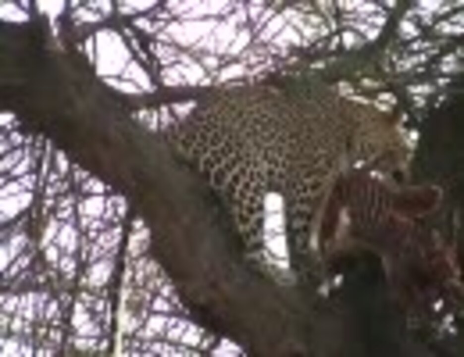 人気の 動物 ヒョウ 動画 93本 ニコニコ動画