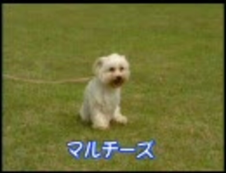 人気の マルチーズ 動画 456本 ニコニコ動画