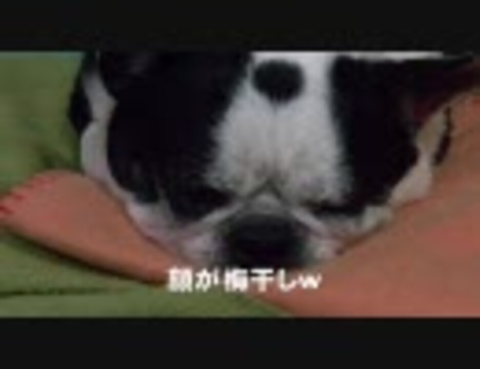 人気の ボストンテリア 動画 65本 ニコニコ動画