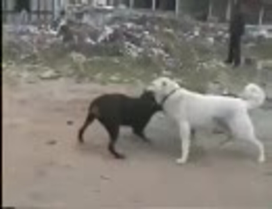 ロットワイラーvsカンガル犬 闘犬 ニコニコ動画