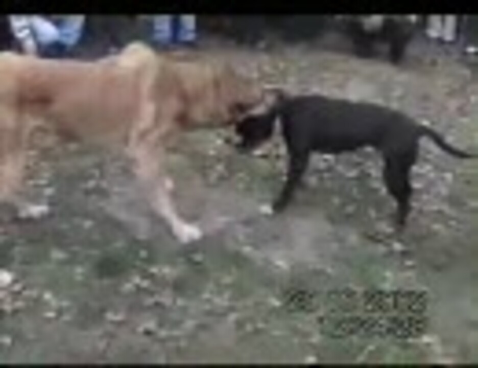 その２ ピットブルvsカンガル犬 闘犬 ニコニコ動画