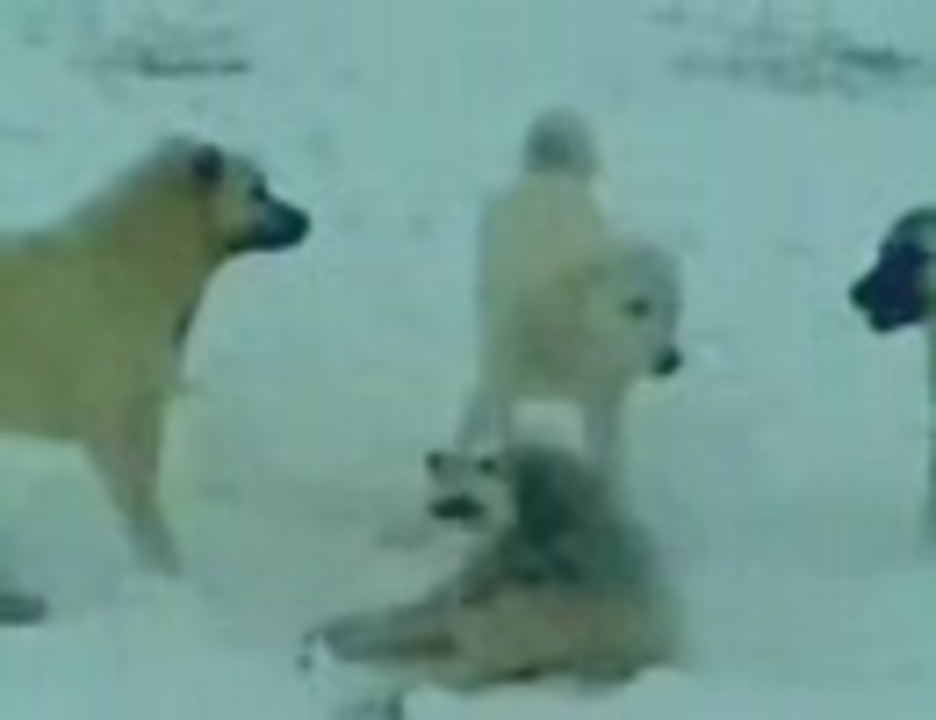 オオカミがカンガル犬に始末されている ニコニコ動画