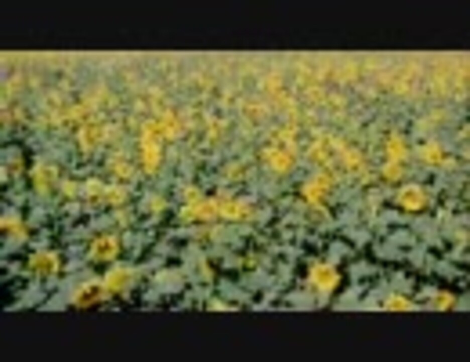 映画 1970年 伊 仏 露 ひまわり I Girasoli Sun Flower ニコニコ動画