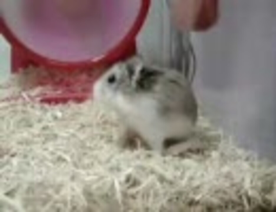 回し車に回されるハムスター ニコニコ動画