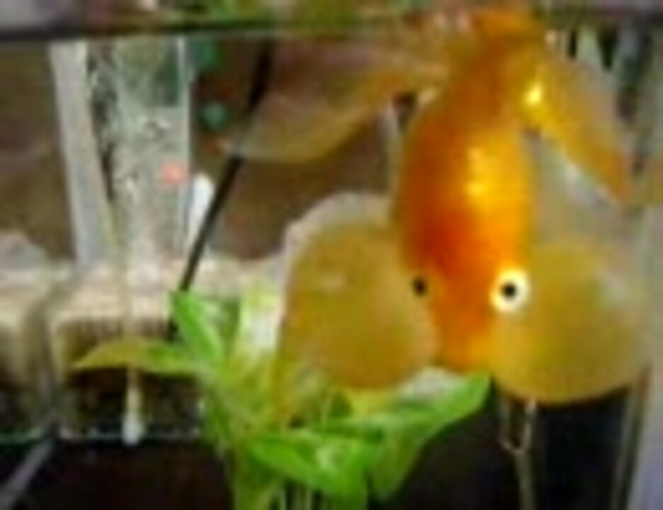 人気の 水泡眼 動画 22本 ニコニコ動画