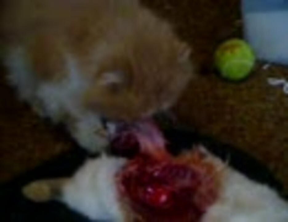 人気の 動物 Gato 動画 345本 ニコニコ動画