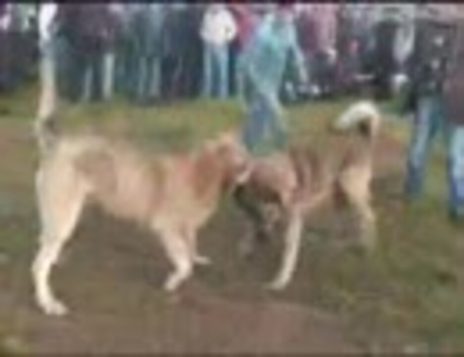 √画像をダウンロード カンガル 犬 vs 土佐 犬 222815カンガル 犬 vs 土佐 犬