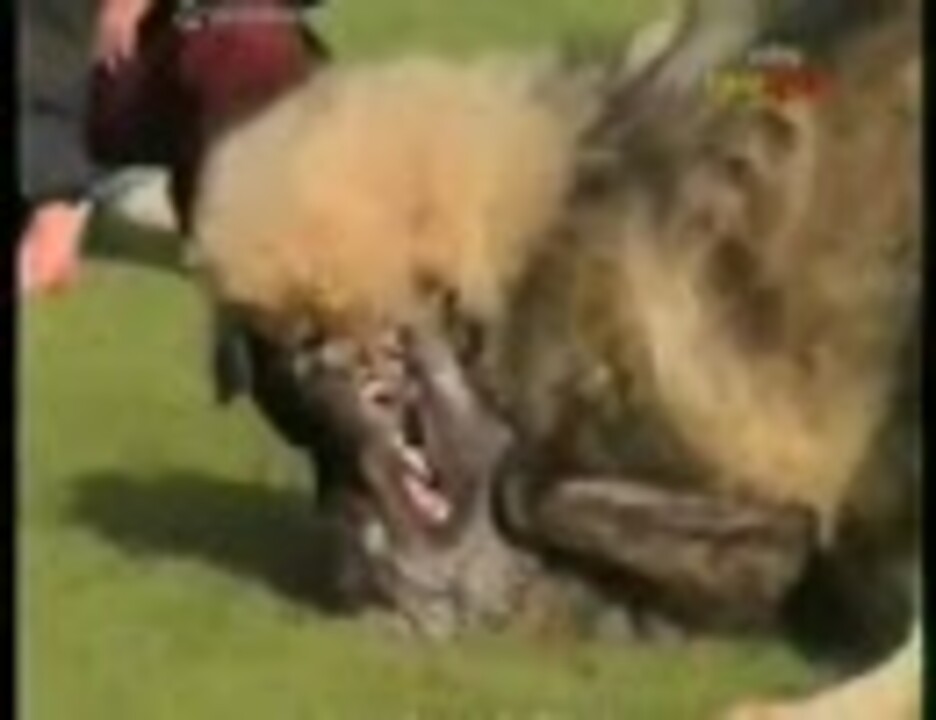 カンガル犬vsカンガル犬 闘犬 ニコニコ動画