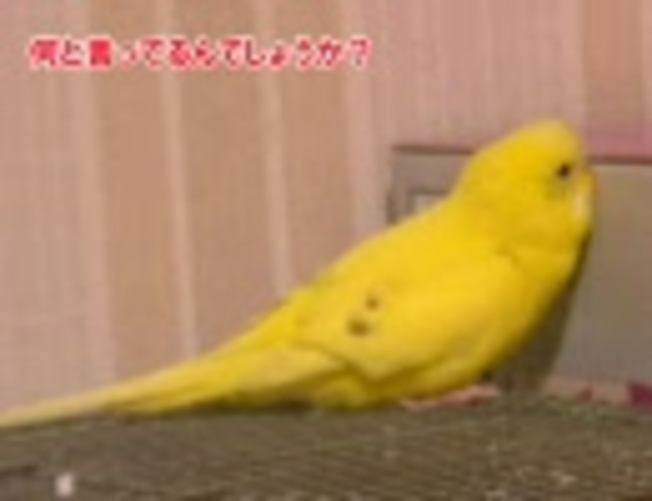 人気の 着インコ 動画 16本 ニコニコ動画