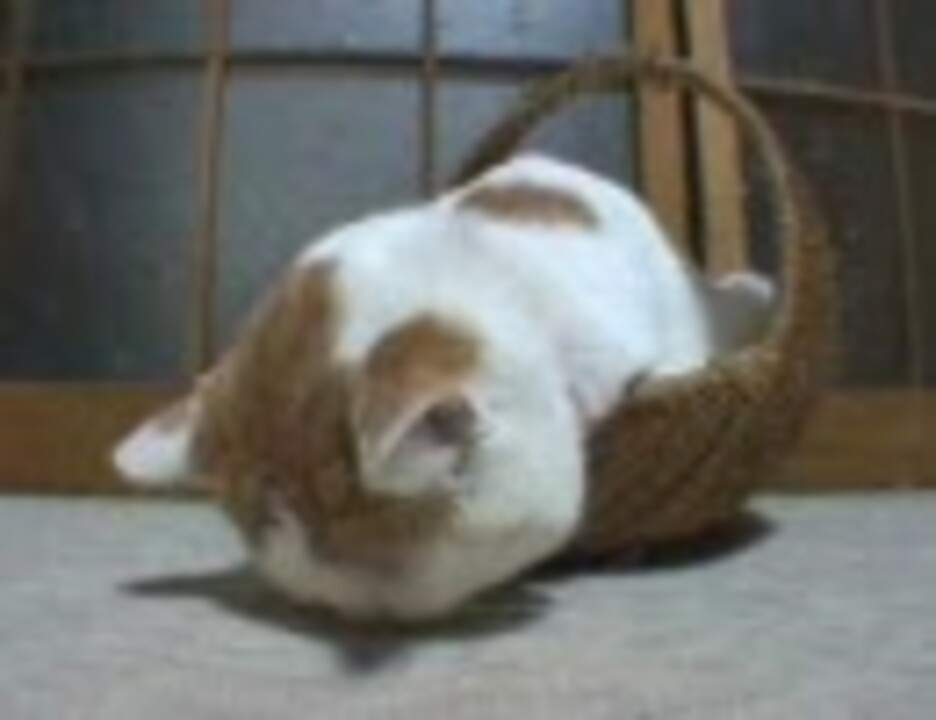 人気の かご猫 動画 40本 ニコニコ動画