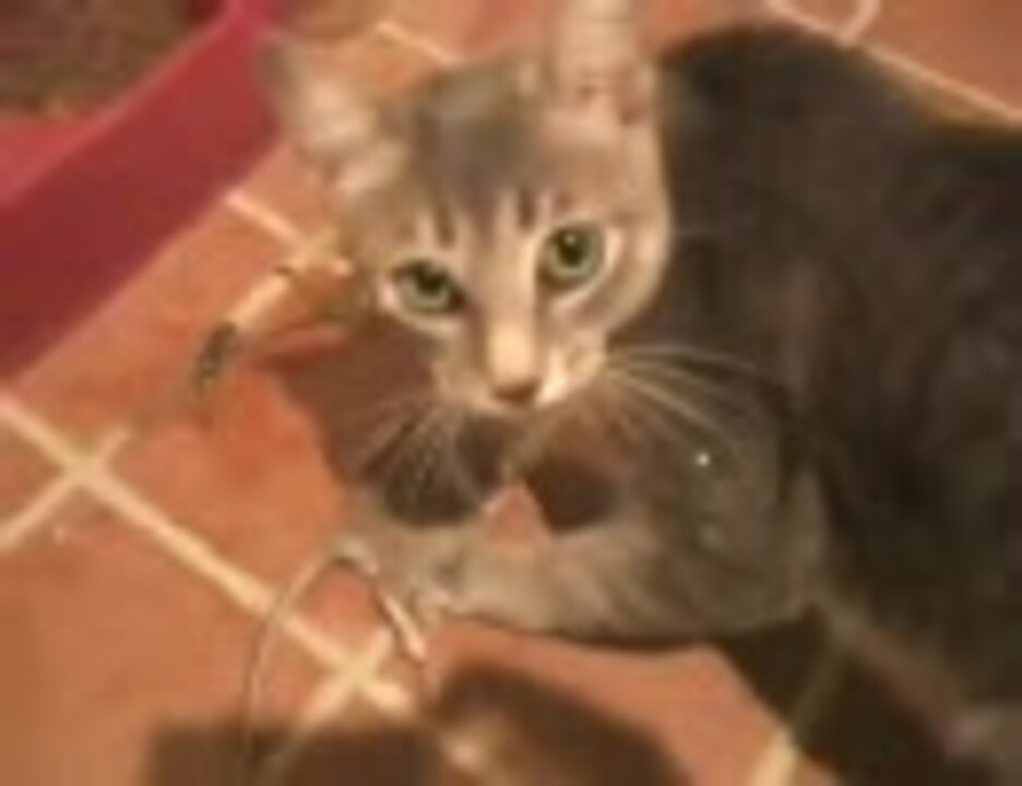 人気の 動物 グロ 動画 70本 ニコニコ動画