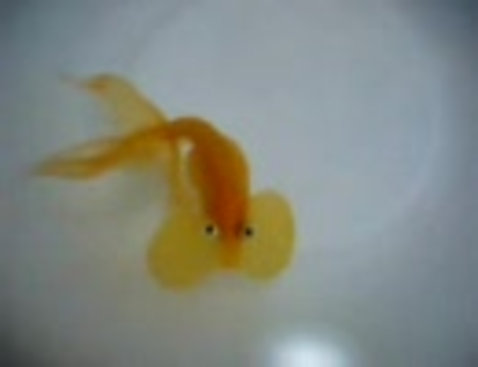 人気の 金魚 水泡眼 動画 22本 ニコニコ動画