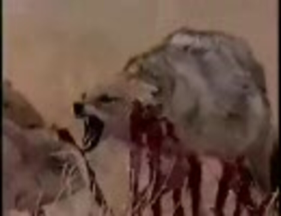 人気の 捕食 ライオン 動画 76本 ニコニコ動画