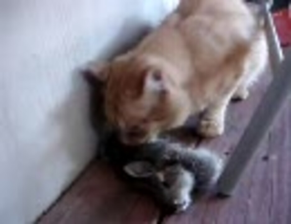 人気の 猫 うさぎ 捕食 動画 63本 ニコニコ動画