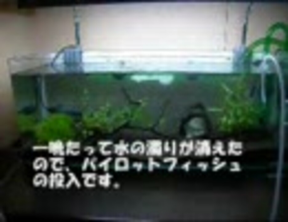 人気の 水槽 動画 2 263本 2 ニコニコ動画