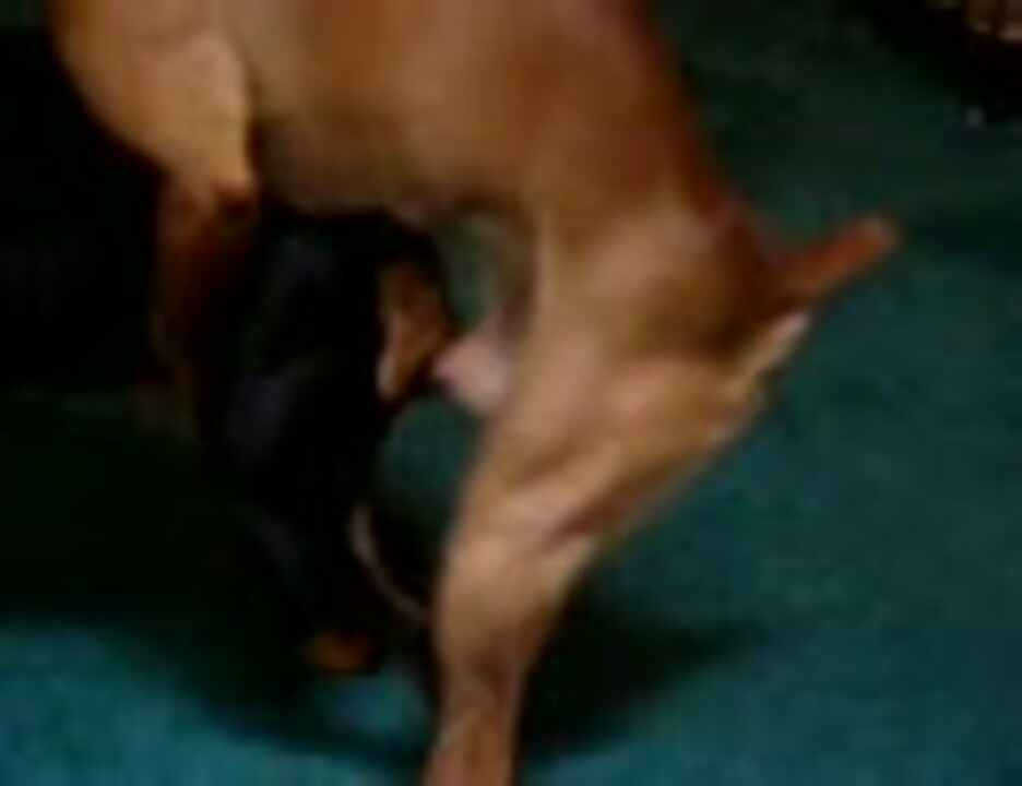 ペット日記 犬のsex中出し射精自然繁殖種付け記録 ニコニコ動画