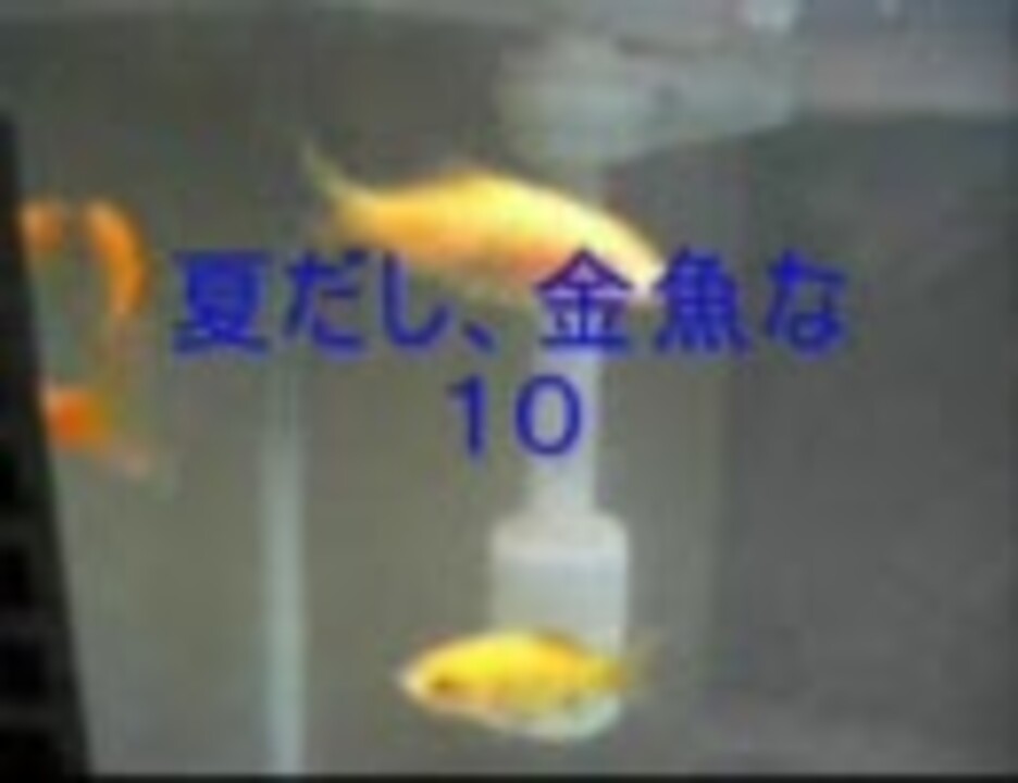 人気の 金魚 水槽 動画 7本 ニコニコ動画