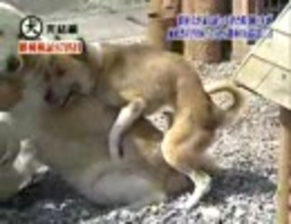 飼い主が他の犬を可愛がってた時 飼い犬の反応で最も多いのは