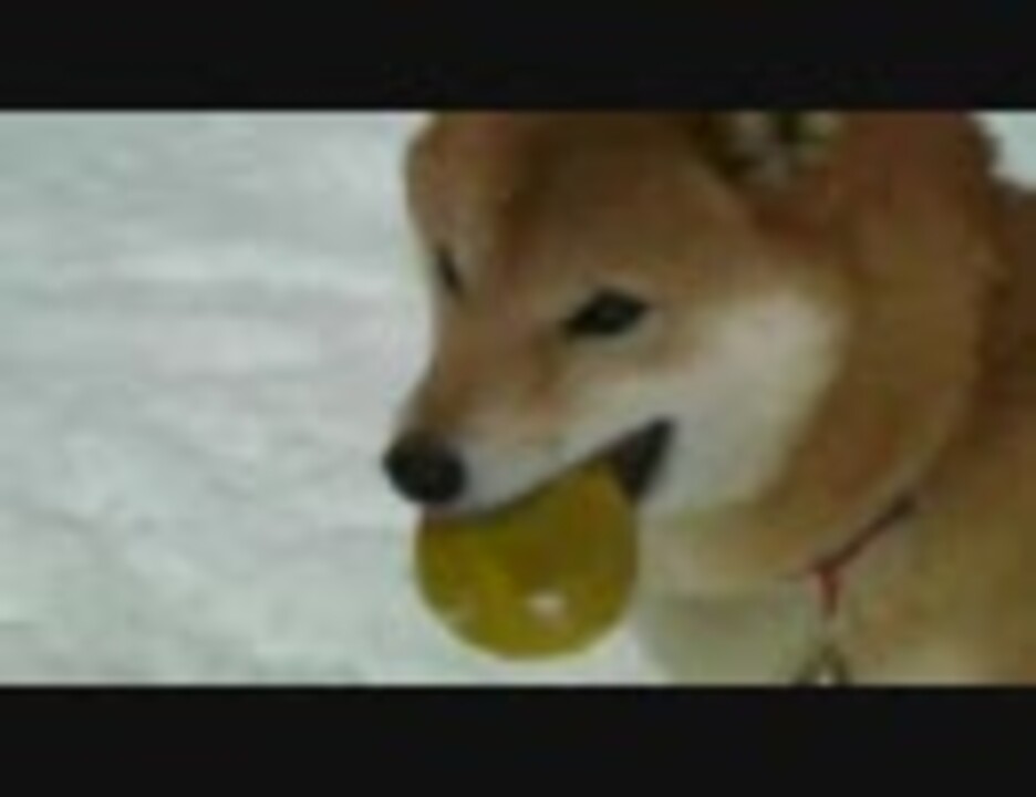 人気の 雪 犬 動画 81本 ニコニコ動画