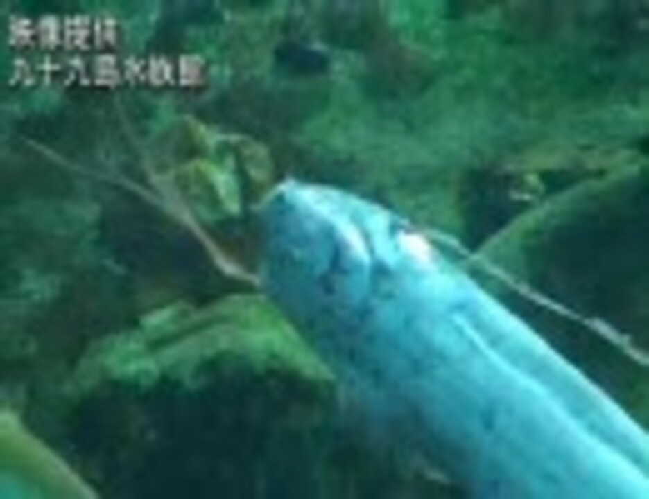 全国初 水族館にリュウグウノツカイが公開された ニコニコ動画