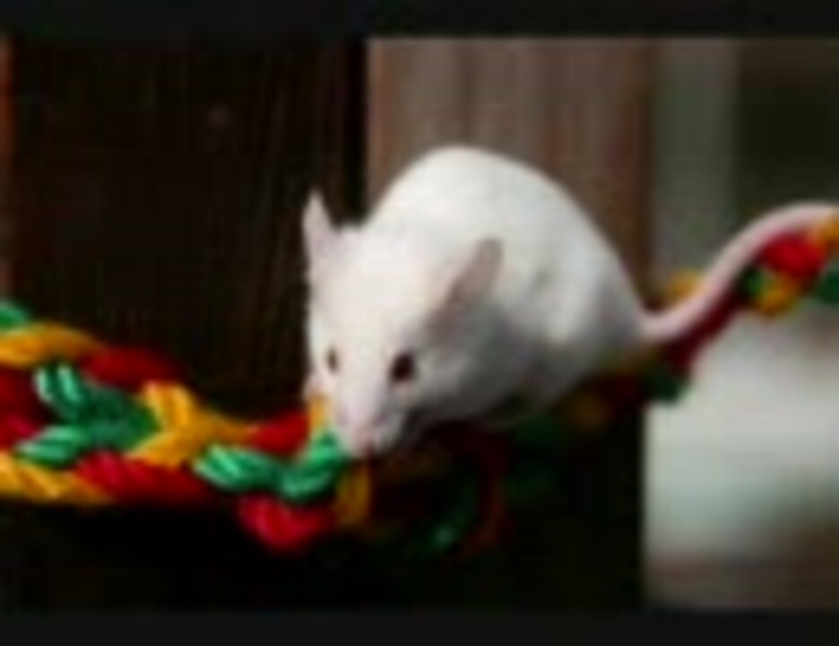 ソング オブ バーナデット ジェニファー ウォーンズ ニコニコ動画