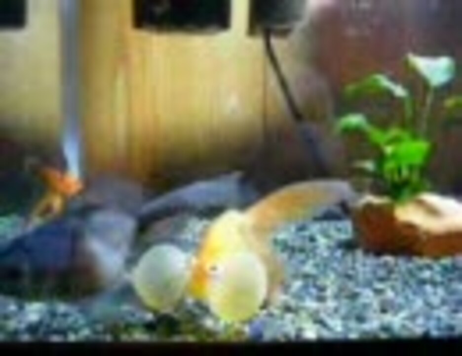 人気の 金魚 水槽 動画 6本 ニコニコ動画