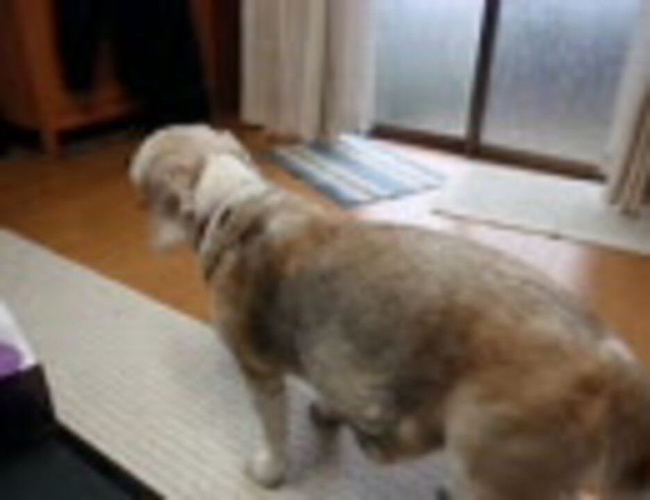 人気の わんわん動画 ビーグル 動画 90本 ニコニコ動画