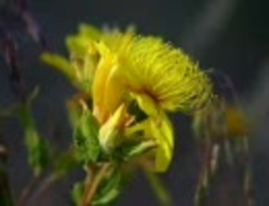 ドラマ 僕の生きる道 世界に一つだけの花 ニコニコ動画
