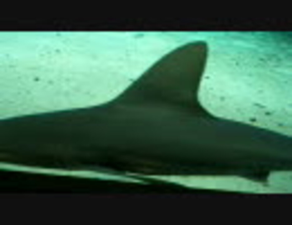 人気の さメ 動画 905本 3 ニコニコ動画