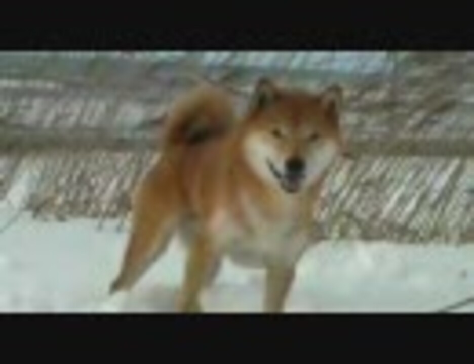 人気の 雪 犬 動画 80本 ニコニコ動画