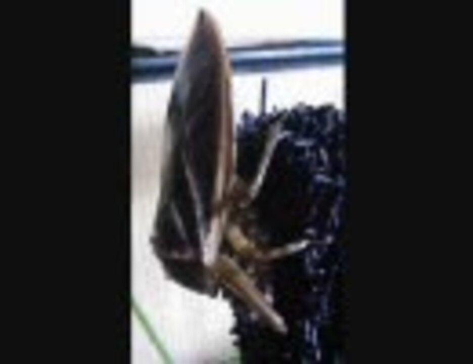 人気の 水生昆虫 動画 30本 ニコニコ動画