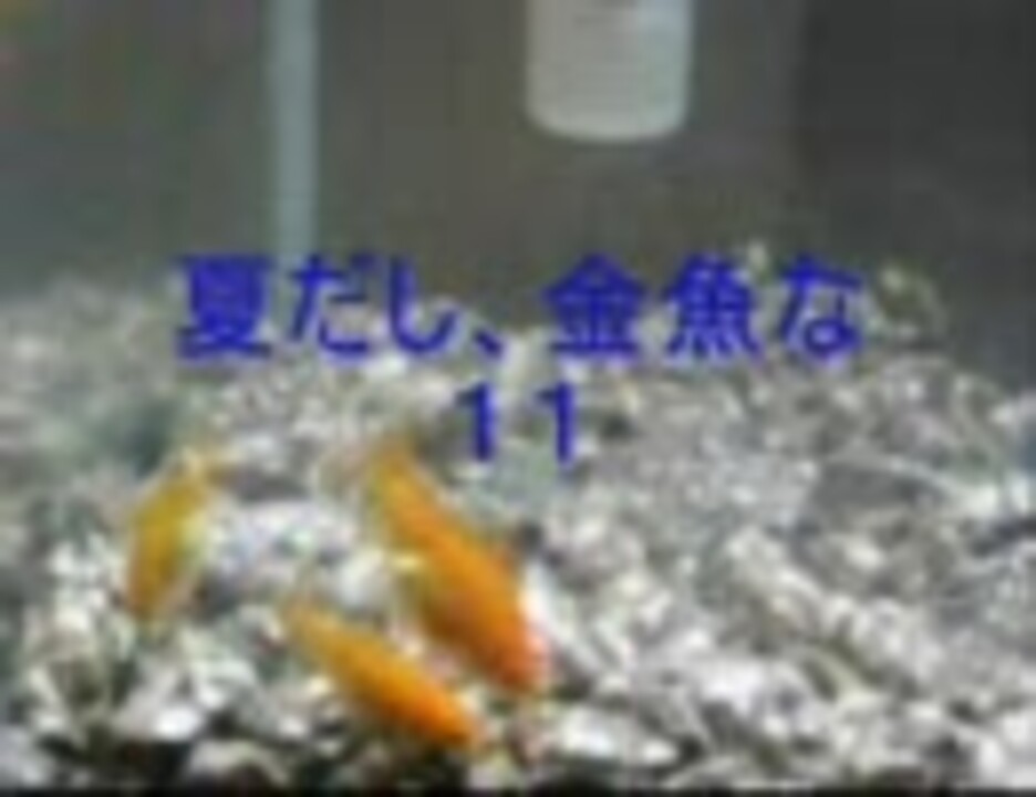 人気の アクアリウム 金魚 動画 464本 ニコニコ動画